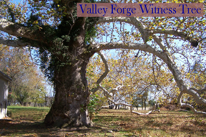 Valley Forge Witness Tree